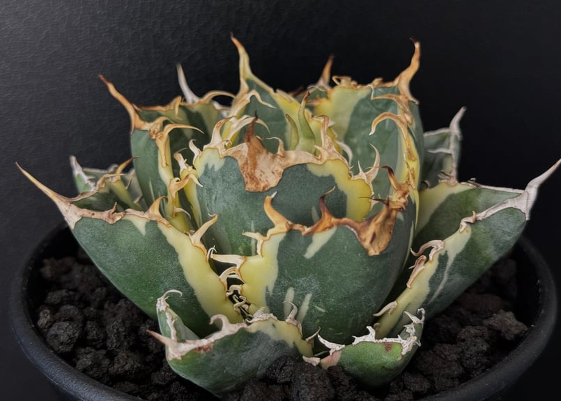 アガベ チタノタ 甲部白鯨 ロウルサンコ産 アガベ・チタノタ白鯨（覆輪）芽-008｜agave titanota white