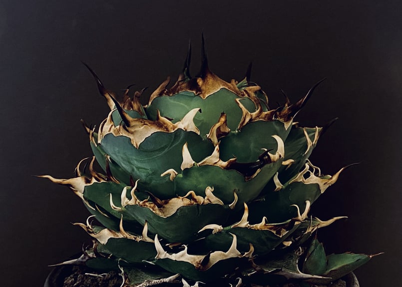 アガベ・チタノタ ハデス (黒帝斯)_小-012|agave titanota アガベ・チタノタ ハデス (黒帝斯)_小-012|agave titanota