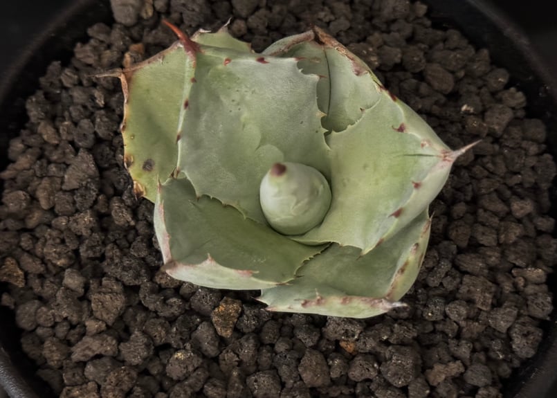 Royal agave産＞アガベ・イシスメンシス （芽／大）-003｜ agave