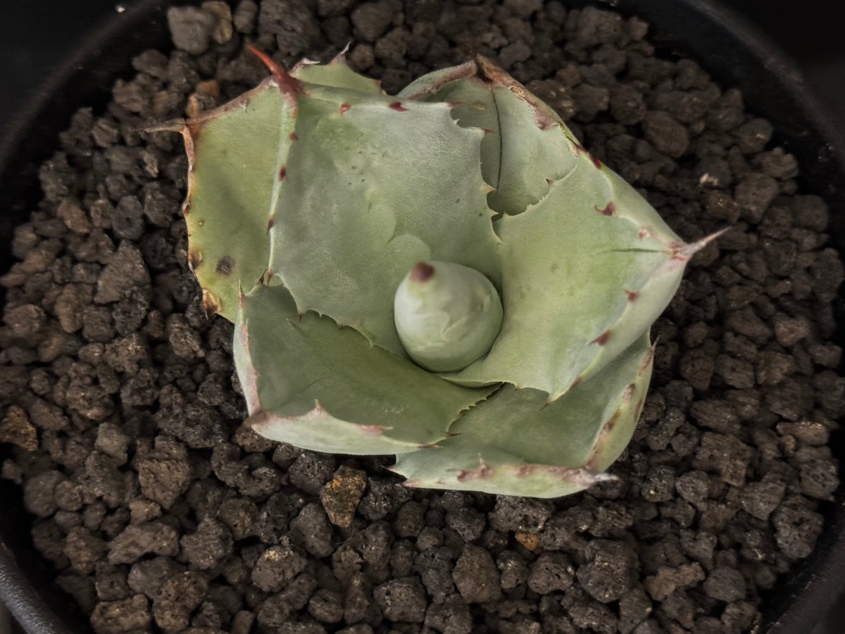Royal agave産＞アガベ・イシスメンシス （芽／大）-003｜ agave