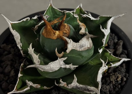 アガベ・チタノタ 白火焔(中株/台湾Hanes)-033｜agave titanota white flame