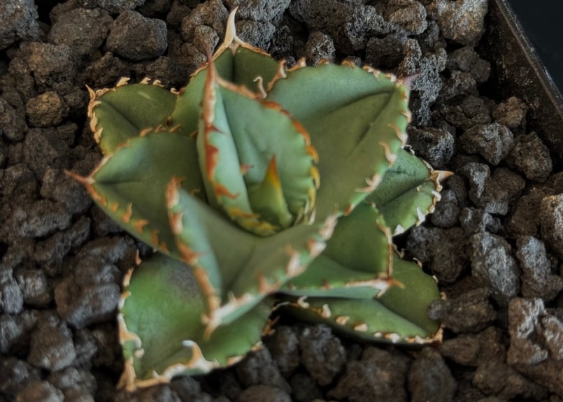 アガベチタノタ　鰐亀 アガベ・チタノタ 鰐亀（芽）-022｜agave titanota alligator sna