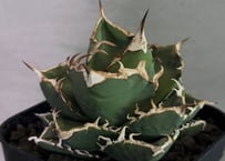 アガベ・チタノタ CJ-Special（芽）-003｜agave titanota CJ-Sp
