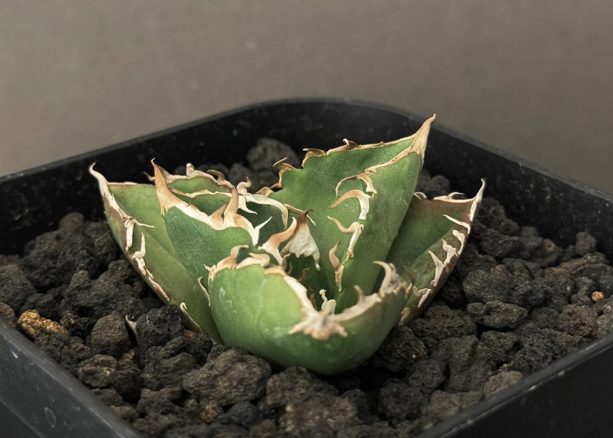 アガベ・チタノタ CG01 追星(芽/大)-008|agave CG01/Cok アガベ・チタノタ CG01 追星(芽/大)-008|agave CG01/Cok