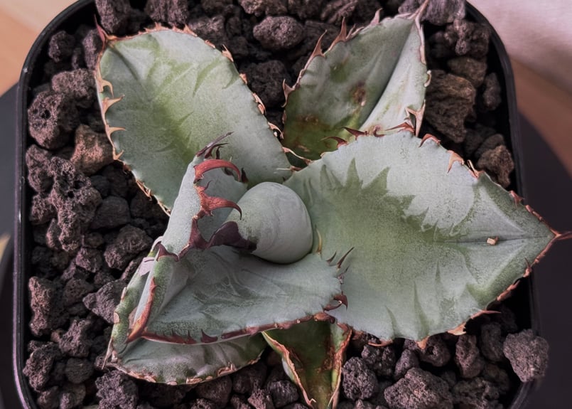 アガベ・チタノタ ビースト-003（芽）｜agave titanota beast | Plu