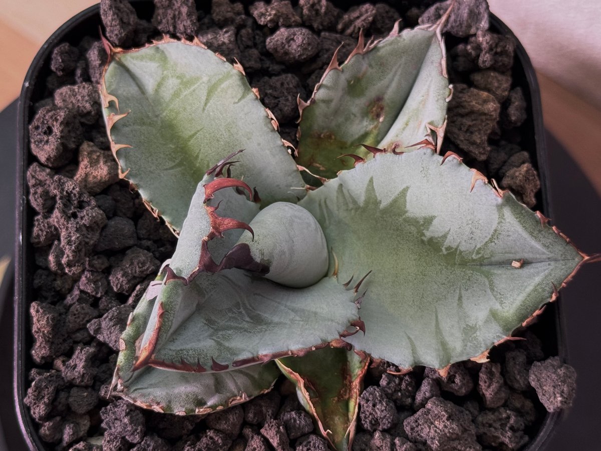 アガベ・チタノタ ビースト-003（芽）｜agave titanota beast