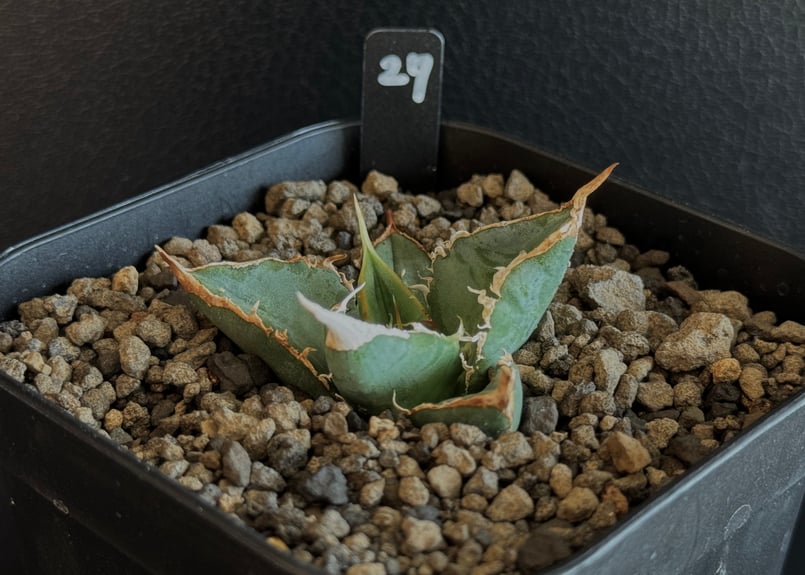 アガベ・チタノタ 繁星（芽）-027｜agave titanota star‐studded