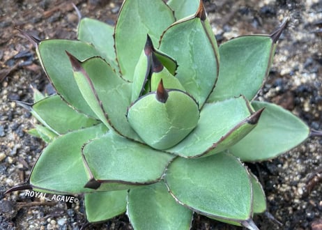 アガベ・笹の雪×イシスメンシス ハイブリッド（芽）-008｜ agave victoriae-reginae x isthmensis