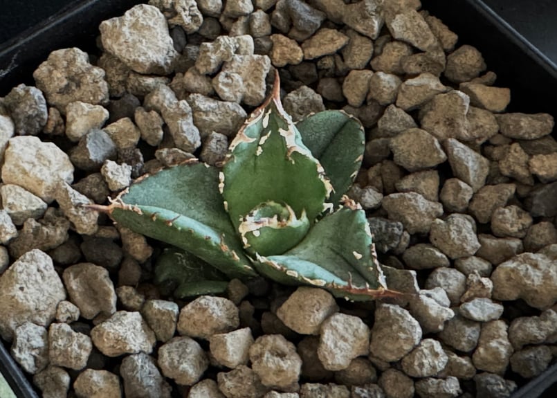 アガベ・チタノタ 鰐亀（芽）-011｜agave titanota alligator sna