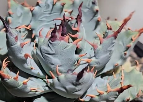 アガベ ハイブリッド・甲蟹×妖炎 (小株/実生)-005｜Agave hybrid isthmensis × utahensis var. eborispina