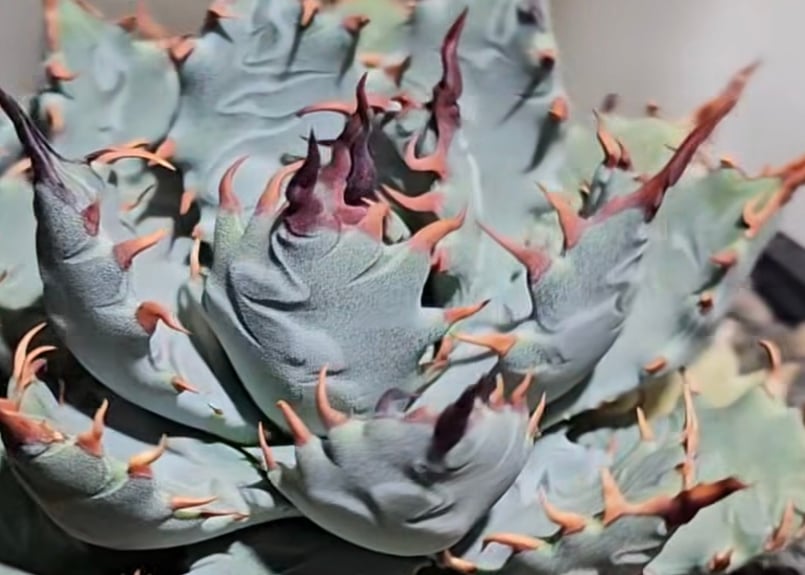 Agave Hybrid “妖炎 × 姫甲蟹” 特選】アガベ ハイブリッド・甲蟹×妖炎 (芽)-002｜Agave hybrid isthm
