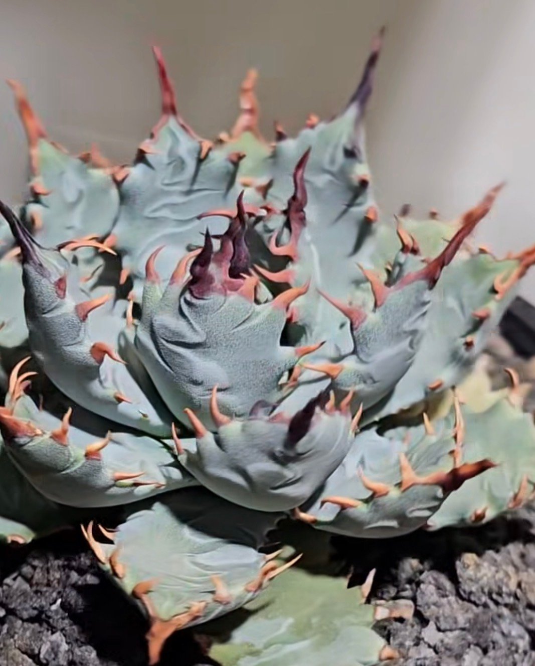 アガベ ハイブリッド・甲蟹×妖炎 (小株/実生)-003｜Agave hybrid isthm