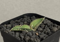 アガベ・一本刺｜（芽）-003｜ agave isthmensis inermis | Plu