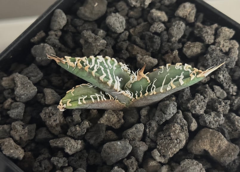 アガベ・チタノタ 白幽霊（芽）-009｜agave titanota white ghost