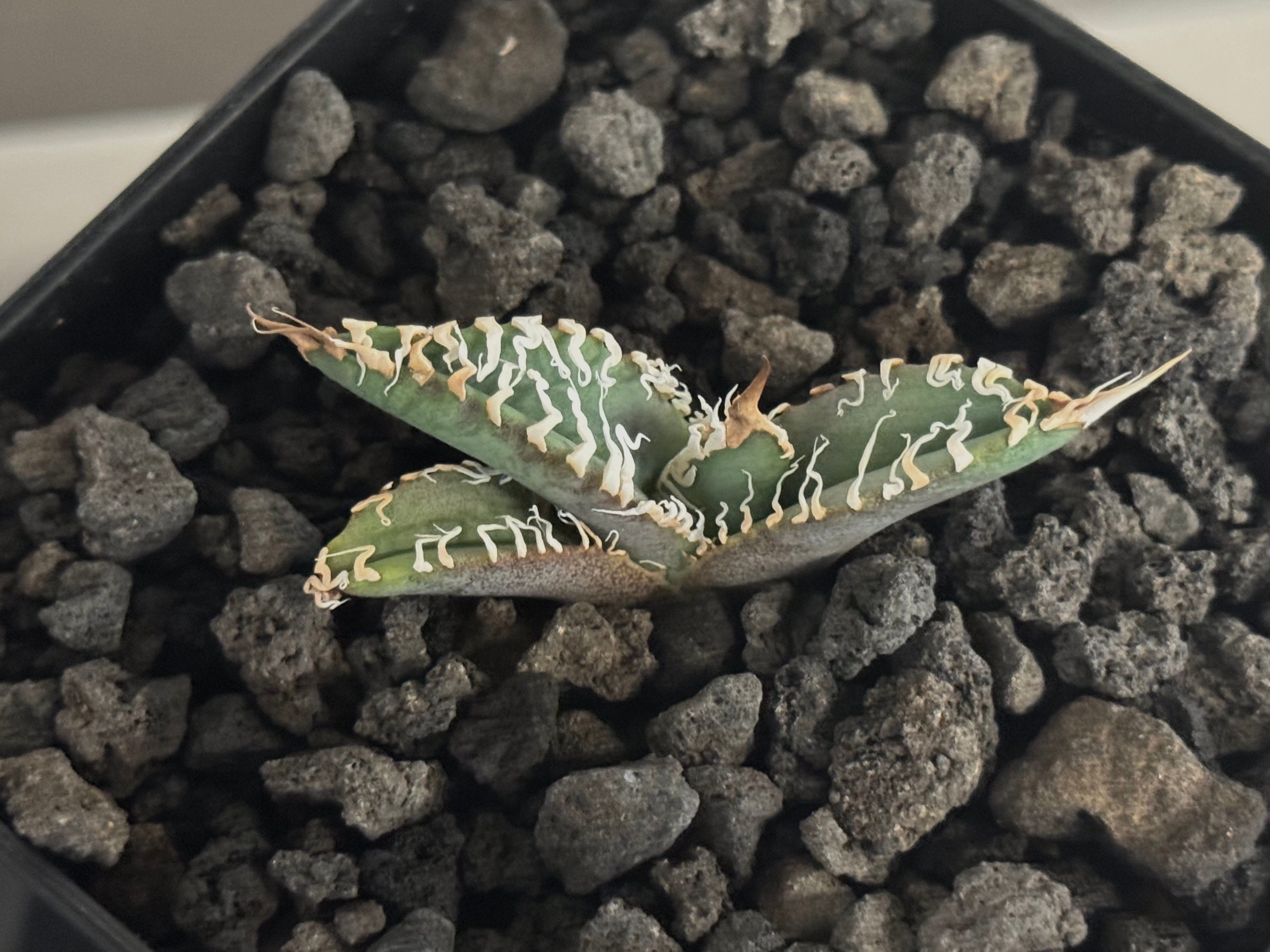 アガベ・チタノタ 白幽霊（芽）-009｜agave titanota white ghost