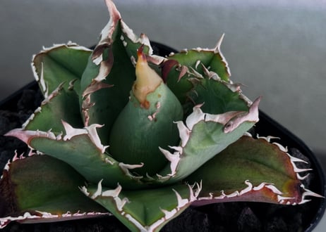 アガベ・チタノタ　天狼星(シリウス)-011｜agave titanota sirius