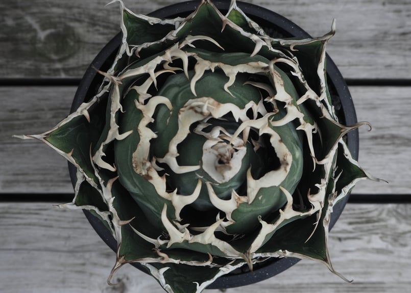 アガベ・チタノタ白鯨（ボールタイプ）大-040｜agave titanota white wh