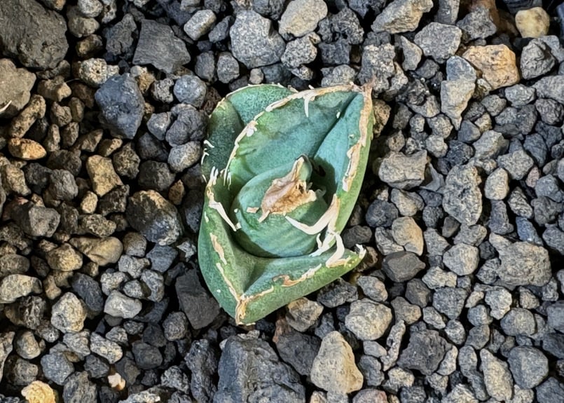 アガベ　疣猪　B アガベ チタノタ 疣猪 / イボイノシシ WT-01 | アガベ専門店