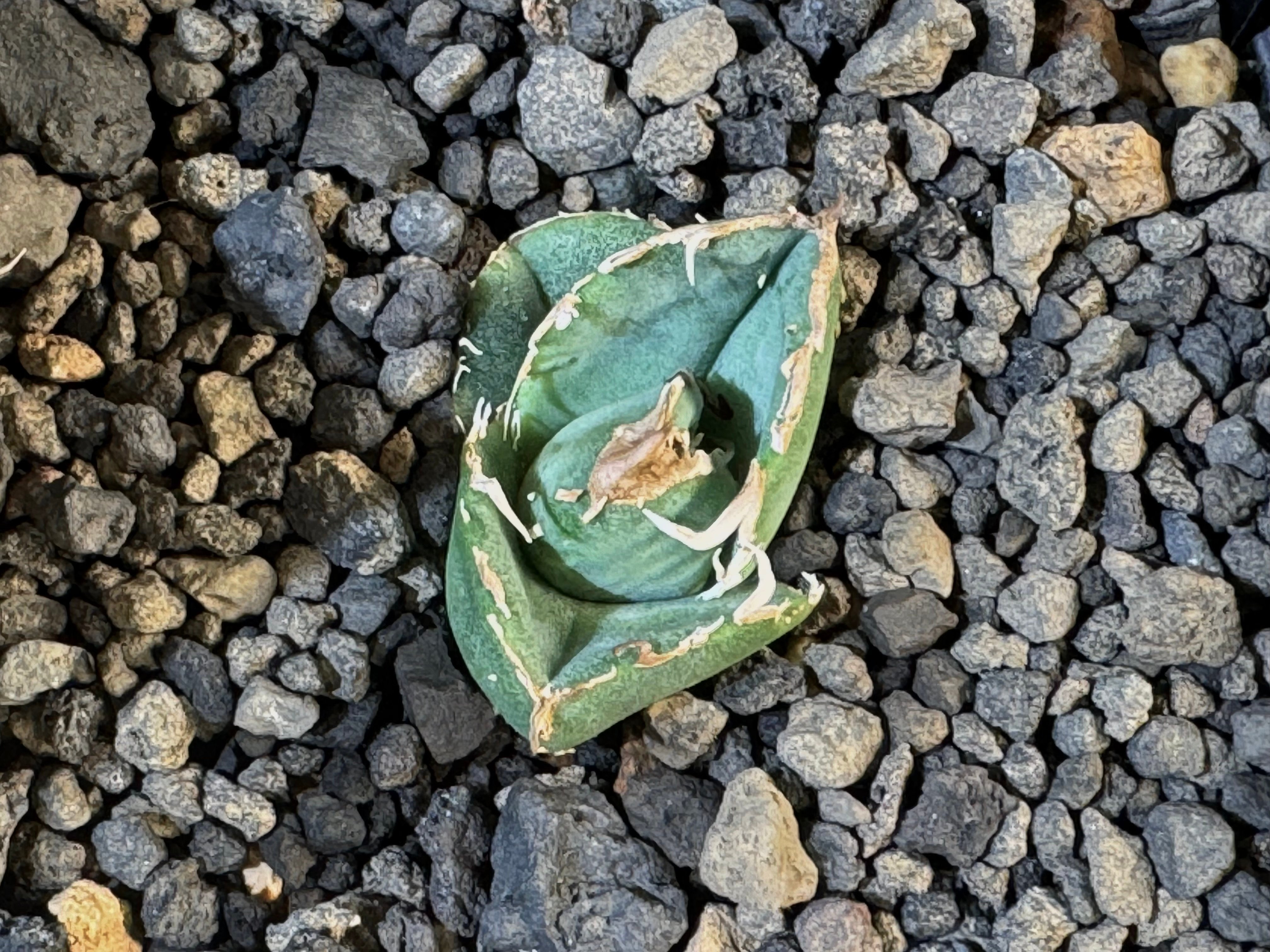 アガベ・チタノタ 疣猪/丸叶背刺（芽/小）-002｜agave titanota wartho