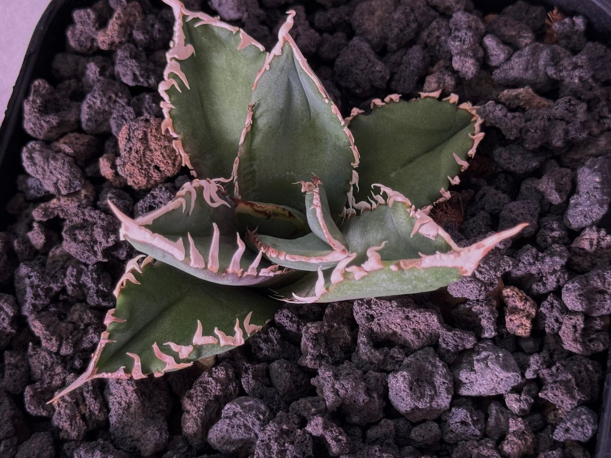 アガベ・チタノタ 白毫刺（芽）-019｜agave titanota