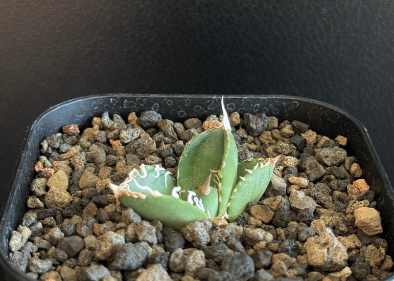 アガベ・チタノタ 雪世界（芽）-001｜agave titanota | Plus_Plant