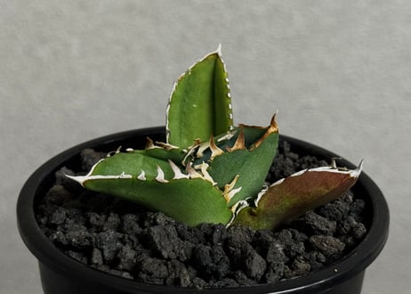 Plus_Plants STORE