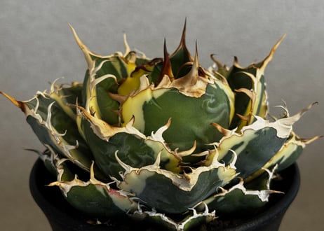 CATEGORY Titanota White whale variegated｜白鯨（斑入り