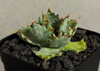 アガベ・チタノタ 姫厳竜（ボールタイプ）大-092｜agave titanota