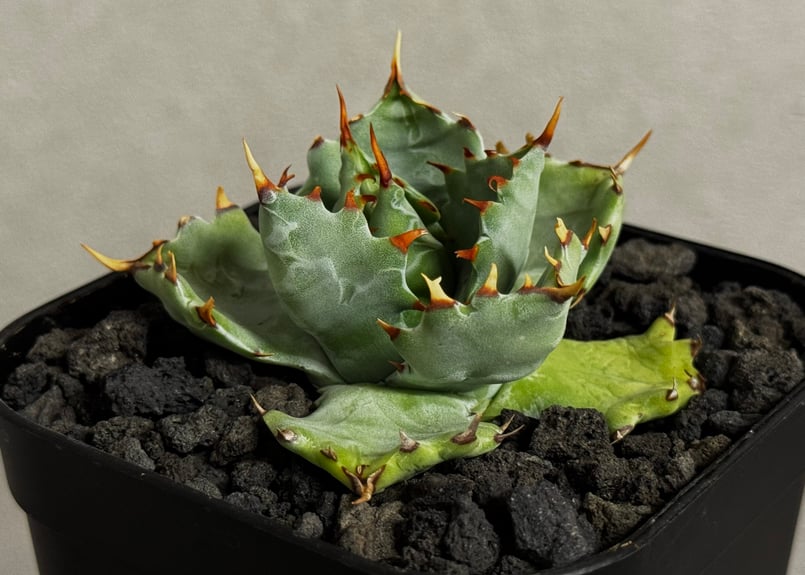 アガベ・姫蠍蟹 (小株)-010｜Agave gypsophila x isthmensis