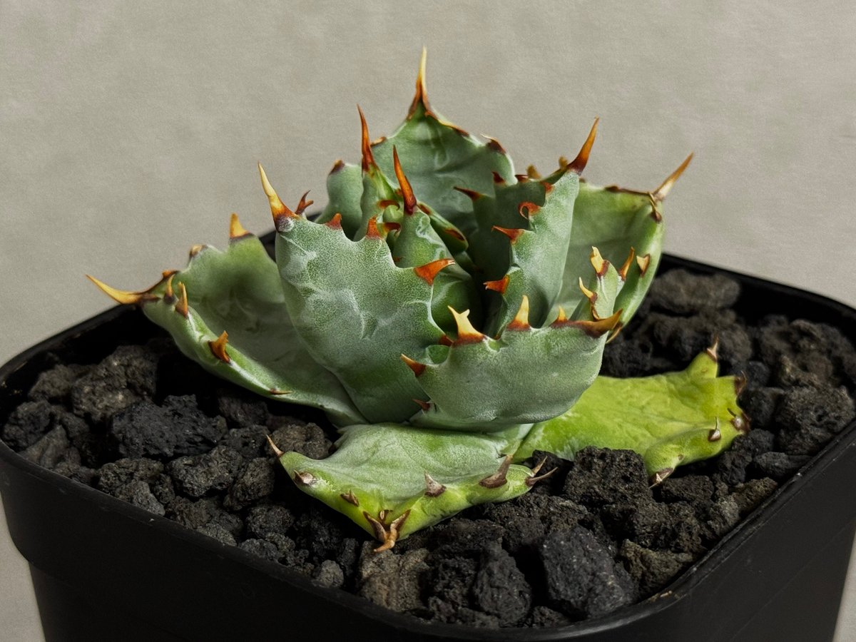 アガベ・姫蠍蟹 (小株)-010｜Agave gypsophila x isthmensis