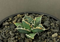 アガベ・チタノタ シーザー（凱撒）中-019｜agave titanota