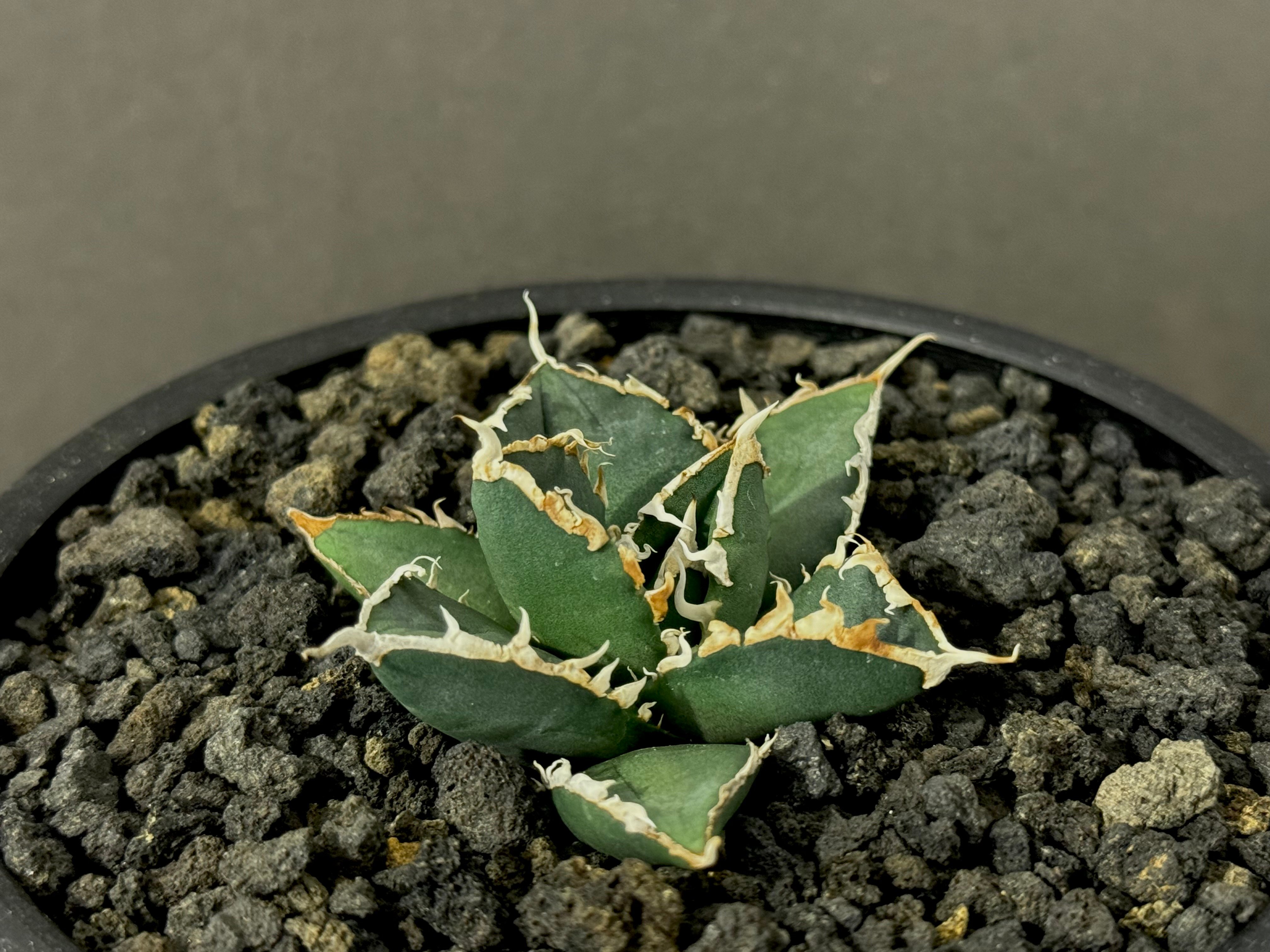 アガベ・チタノタ 狼人（芽）-022｜agave titanota were wolf | P