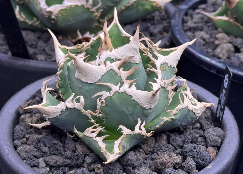 アガベ・チタノタ 白毫刺（芽）-023(当店標本株直子)｜agave titanota