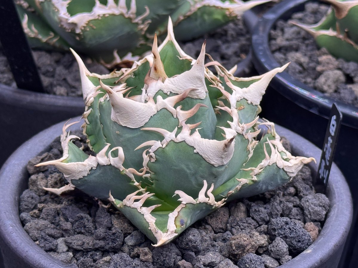 アガベ・チタノタ 白毫刺（芽）-021(当店標本株直子)｜agave titanota