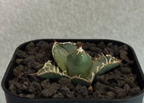 アガベ・チタノタ白鯨（縞斑）中-003｜agave titanota white whale