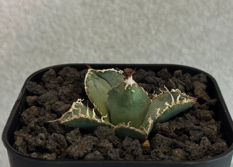 TD【⭐︎ gd agave (プロフご確認下さい)様⭐︎】【美品・数量限定】 Tajima TAJIMA(タジマデザイン) GASFGLWM2550L 剛厚Gダブルマグ