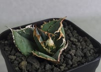 アガベ チタノタ 流星 アガベ チタノタ 