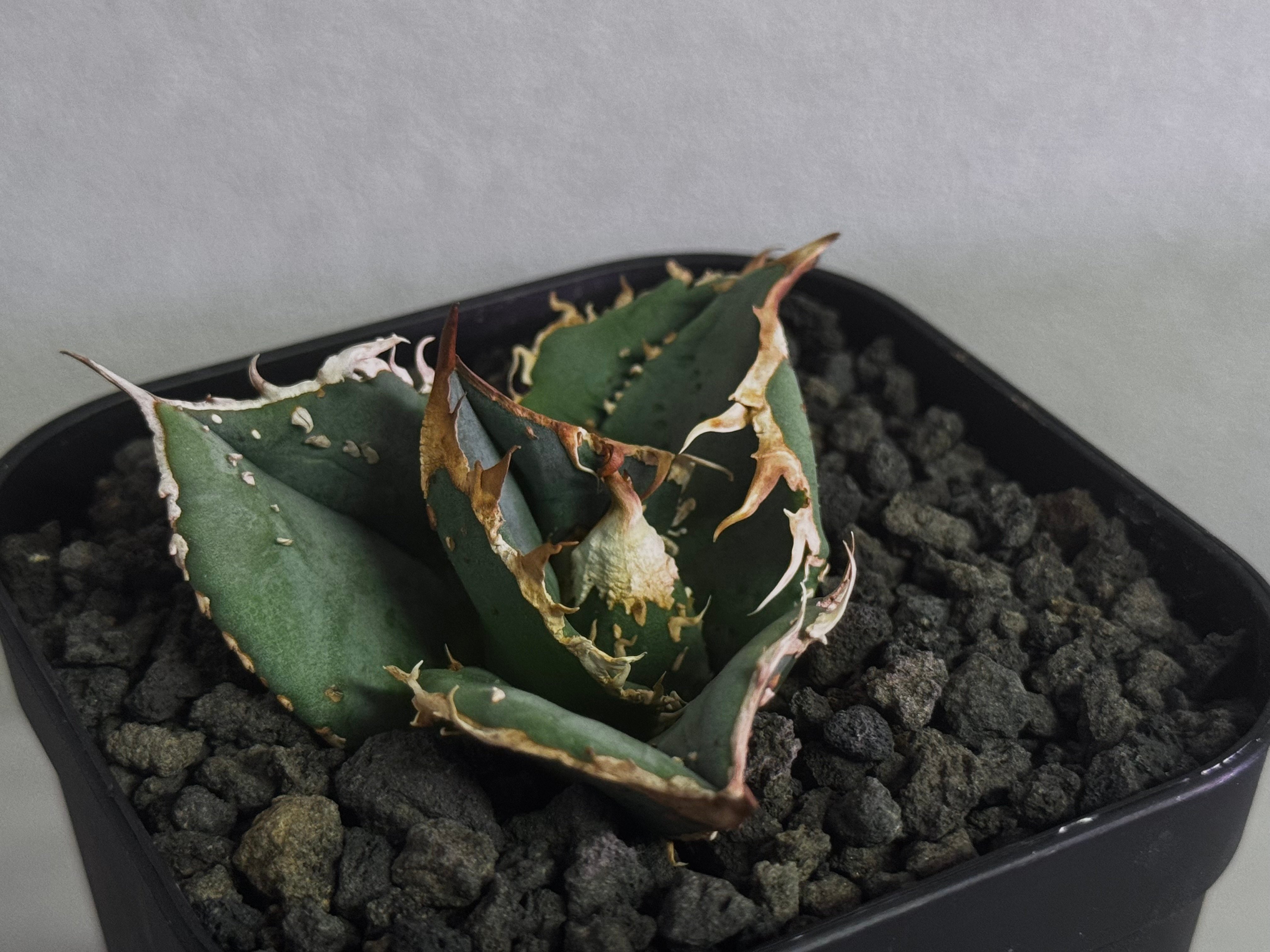アガベ・チタノタ 蚩尤（芽）-009｜agave titanota chiyou | Plus