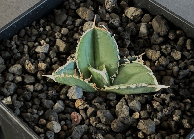 アガベ・チタノタ 大白鯊／Lize血統（芽）-004｜agave titanota