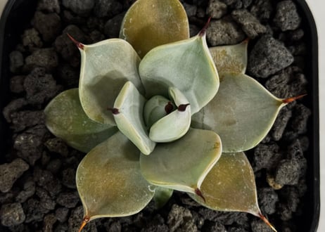 アガベ・一本刺｜（芽）-005｜ agave isthmensis inermis