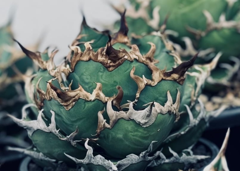 アガベ・チタノタ シーザー/凱撒（芽/大）-056｜agave titanota caesar