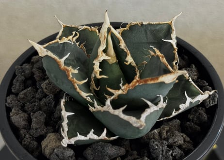 ◆厳選◆アガベ・チタノタ 狼人（小株）-042｜agave titanota were wolf