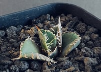 アガベ・チタノタ 金剛（芽）-008｜agave titanota adamantine
