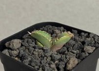 アガベ・チタノタ ビースト-003（芽）｜agave titanota beast | Plu