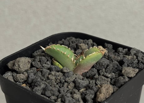 アガベA +Bコンプリートセット アガベA +Bコンプリートセット