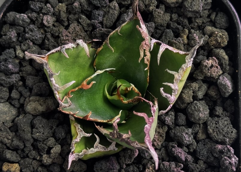 アガベ・チタノタ シーザー/凱撒（芽）-063｜agave titanota caesar |