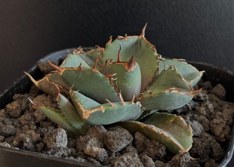 CATEGORY Titanota Australia Diamond｜澳洲鑽石 | Plus