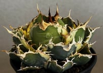 アガベ・チタノタ 圓葉拇指(フィリグリー)_ボールタイプ小-003｜agave