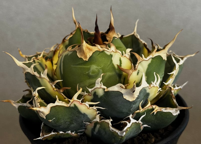 アガベ・チタノタ白鯨（覆輪）中-004｜agave titanota white whale