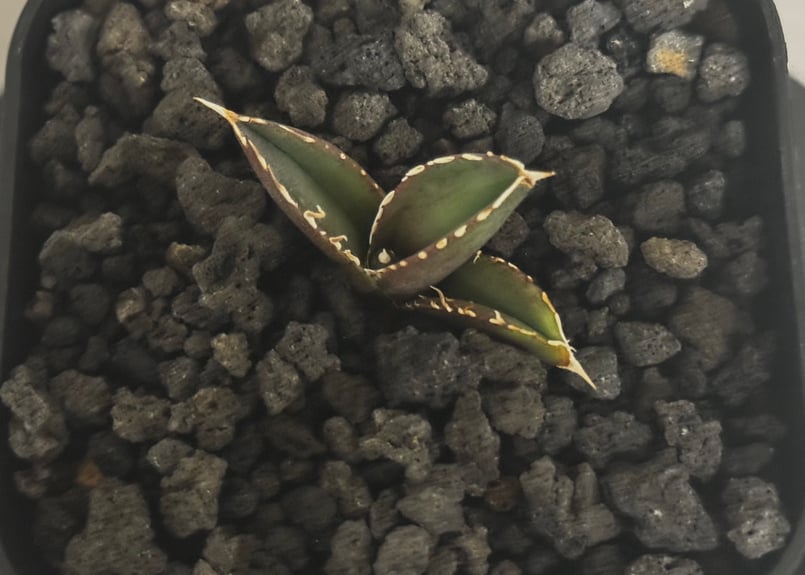 アガベ・チタノタ 大白鯊／Lize血統（芽）-009｜agave titanota 大白鯊